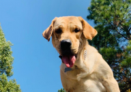 拉布拉多能吃水果嗎（怎么吃）